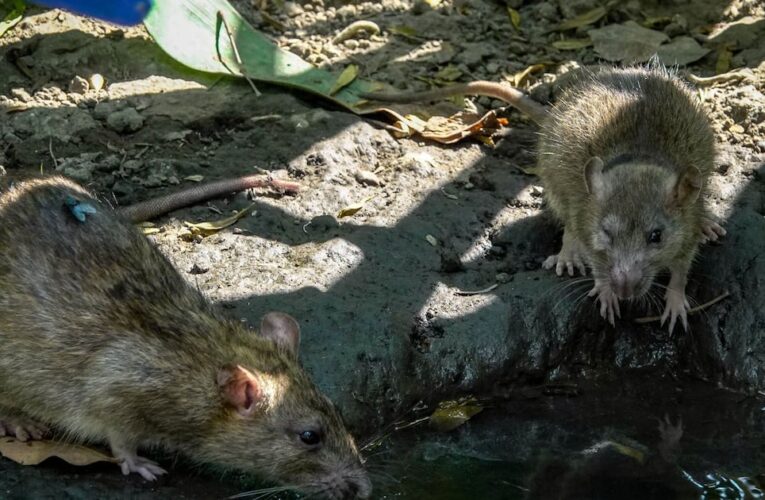 Tres fallecimientos por hantavirus alarman a Venezuela