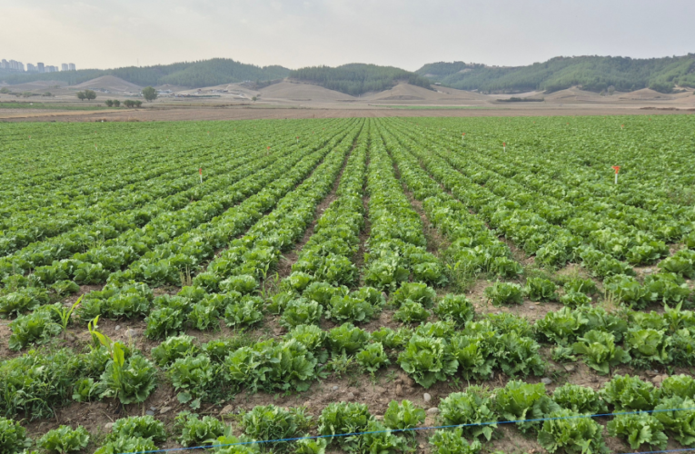 México investiga relación entre ciclosporiasis y lechuga iceberg en EU
