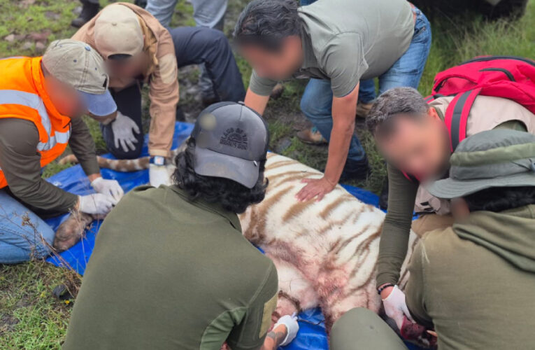 Muere Kenzo, el tigre de Bengala blanco que escapó en Edomex