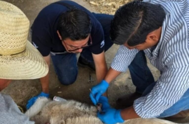 Colima enfrenta 58 casos activos de gusano barrenador en sus municipios