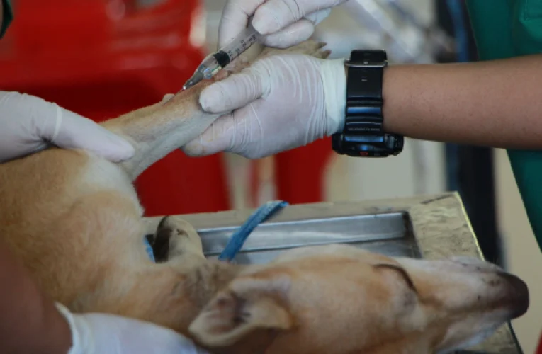 Alerta sanitaria por vacunas falsas de rabia para mascotas
